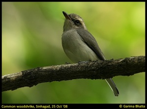common woodshrike