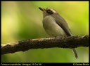 common woodshrike