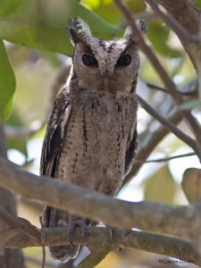 Oriental Scops owl